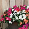 Park Seed Shady Lady II Mix Hybrid Impatiens Seeds -Botanical Bliss 52004