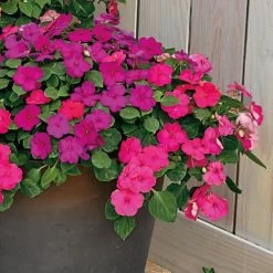 Park Seed Shady Lady II Glow Girl Hybrid Impatiens Seeds