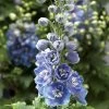 Delphina™ Light Blue White Bee Delphinium Seeds -Botanical Bliss 52017 pk p1