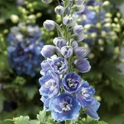 Delphina™ Light Blue White Bee Delphinium Seeds