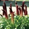 Jade Princess Ornamental Hybrid Millet Seeds 2 Jade Princess Ornamental Hybrid Millet Seeds -Botanical Bliss 52022 PK 100