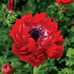 Harmony Double Mix Anemone Seeds 7 Harmony Double Mix Anemone Seeds -Botanical Bliss 52025 PK P1 1