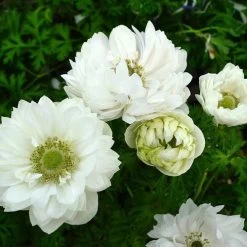 Harmony Double Mix Anemone Seeds 8 Harmony Double Mix Anemone Seeds -Botanical Bliss 52025 PK P1 2