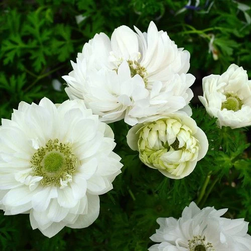 Harmony Double Mix Anemone Seeds 5 Harmony Double Mix Anemone Seeds - Image 3