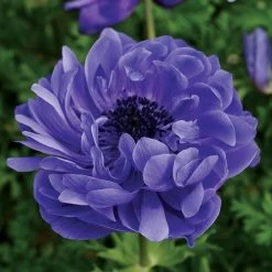 Harmony Double Mix Anemone Seeds 9 Harmony Double Mix Anemone Seeds -Botanical Bliss 52025 PK P1 3