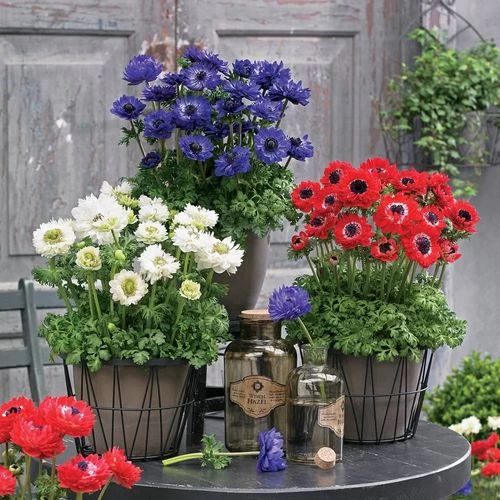 Harmony Double Mix Anemone Seeds 3 Harmony Double Mix Anemone Seeds