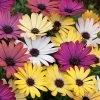 Akila® Grand Canyon Mix Osteospermum Seeds