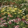 Painted Daisy Mix Seeds -Botanical Bliss 52034 PK P1