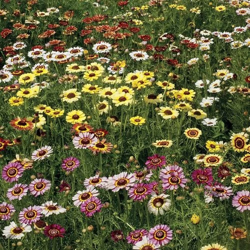 Painted Daisy Mix Seeds 3 Painted Daisy Mix Seeds
