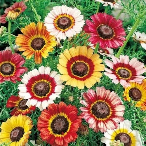 Painted Daisy Mix Seeds 4 Painted Daisy Mix Seeds - Image 2