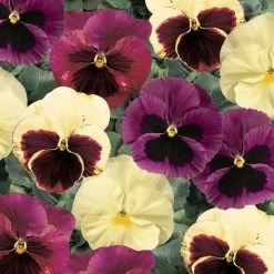 Delta® Classic Apple Cider Mix Pansy Seeds