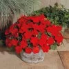 Park Seed Shady Lady II Cherry Red Hybrid Impatiens Seeds