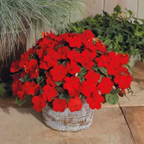 Park Seed Shady Lady II Cherry Red Hybrid Impatiens Seeds 3 Park Seed Shady Lady II Cherry Red Hybrid Impatiens Seeds