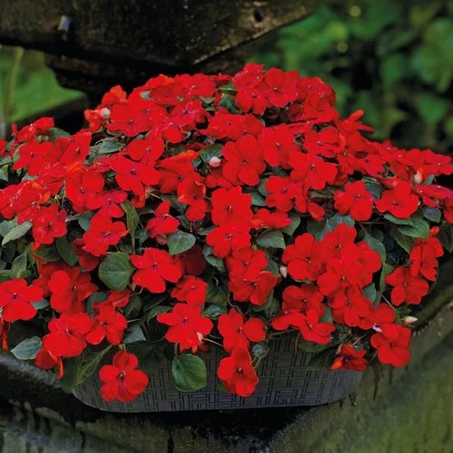 Park Seed Shady Lady II Cherry Red Hybrid Impatiens Seeds 4 Park Seed Shady Lady II Cherry Red Hybrid Impatiens Seeds - Image 2