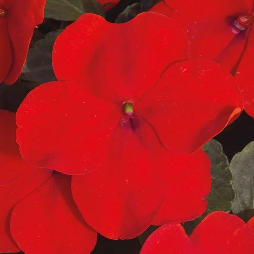 Park Seed Shady Lady II Cherry Red Hybrid Impatiens Seeds 5 Park Seed Shady Lady II Cherry Red Hybrid Impatiens Seeds - Image 3