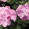 Pinto™ Premium Lavender Geranium Seeds -Botanical Bliss 52052 PK P1