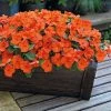 Park Seed Shady Lady II Orange Hybrid Impatiens Seeds -Botanical Bliss 52054 PK P1