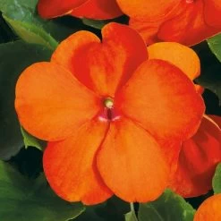Park Seed Shady Lady II Orange Hybrid Impatiens Seeds -Botanical Bliss 52054 PK P1 1
