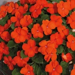 Park Seed Shady Lady II Orange Hybrid Impatiens Seeds -Botanical Bliss 52054 PK P1 2