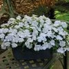 Park Seed Shady Lady II White Hybrid Impatiens Seeds -Botanical Bliss 52055 PK P1