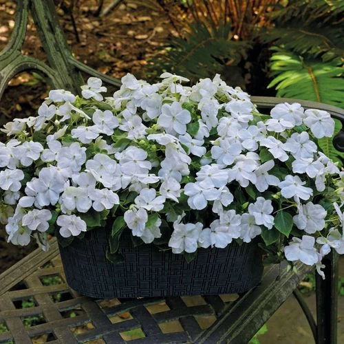 Park Seed Shady Lady II White Hybrid Impatiens Seeds 3 Park Seed Shady Lady II White Hybrid Impatiens Seeds