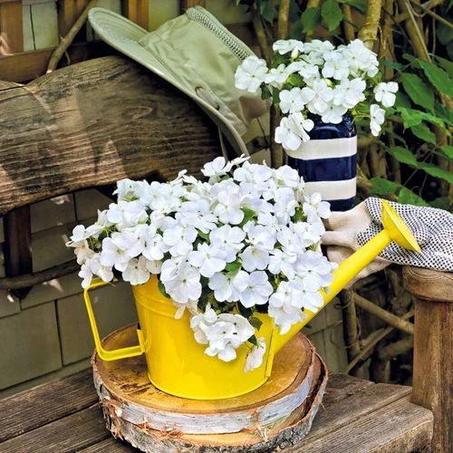 Park Seed Shady Lady II White Hybrid Impatiens Seeds 4 Park Seed Shady Lady II White Hybrid Impatiens Seeds - Image 2