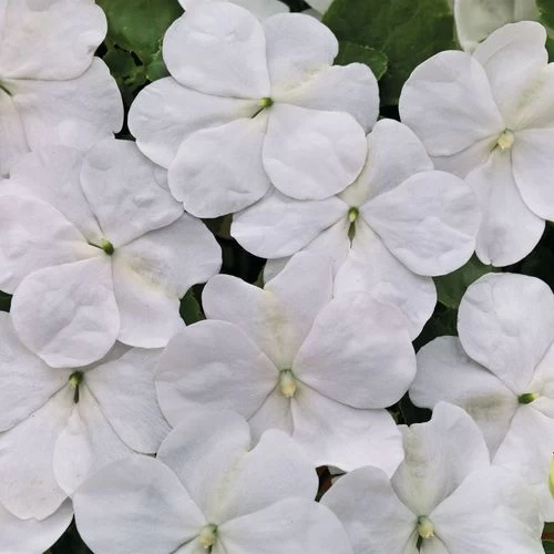 Park Seed Shady Lady II White Hybrid Impatiens Seeds 5 Park Seed Shady Lady II White Hybrid Impatiens Seeds - Image 3