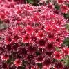 Popstars™ Red Phlox Seeds -Botanical Bliss 52058 PK 100
