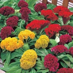 Armor™ Mix Celosia Seeds
