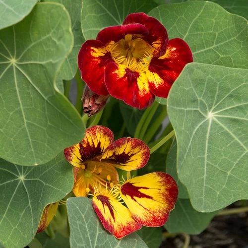 'Orchid Flame' Nasturtium Seeds 4 'Orchid Flame' Nasturtium Seeds - Image 2