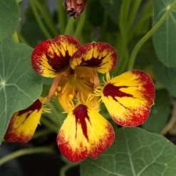 'Orchid Flame' Nasturtium Seeds 7 'Orchid Flame' Nasturtium Seeds -Botanical Bliss 52078 PK P1 1