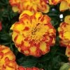 Flamenco Marigold Seeds -Botanical Bliss 52080