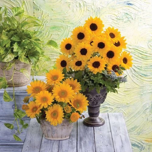 Vincent's® Choice Hybrid Sunflower Seeds 4 Vincent's® Choice Hybrid Sunflower Seeds - Image 2