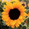 Vincent's® Choice Hybrid Sunflower Seeds -Botanical Bliss 52081 pk p1