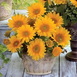 Vincent's® Fresh Hybrid F1 Sunflower Seeds