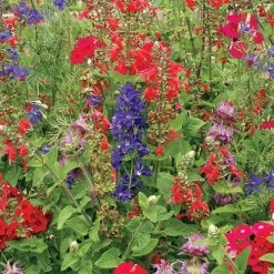 Hummingbird Wildflower Mix Seeds