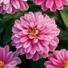 Double Zahara™ Raspberry Ripple Zinnia Seeds