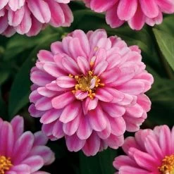 Double Zahara™ Raspberry Ripple Zinnia Seeds