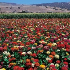 State Fair Mix Zinnia Seeds