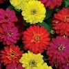 Double Zahara™ Brilliant Mix Zinnia Seeds -Botanical Bliss 52099 pk p1