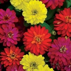 Double Zahara™ Brilliant Mix Zinnia Seeds
