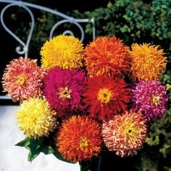 Giant Cactus Mix Zinnia Seed Tape -Botanical Bliss 52106 1