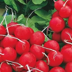 Annabel Hybrid Radish Seed Tape