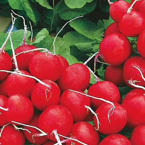 Annabel Hybrid Radish Seed Tape 3 Annabel Hybrid Radish Seed Tape