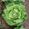 Sylvestra Lettuce Seed Tape