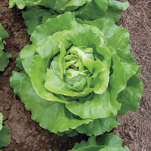 Sylvestra Lettuce Seed Tape 3 Sylvestra Lettuce Seed Tape