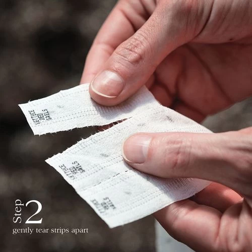 Damast Bunching Onion Seed Tape 5 Damast Bunching Onion Seed Tape - Image 3