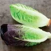 Mini Romaine Duo Seed Tape -Botanical Bliss 52141
