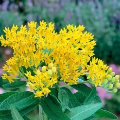 'Hello Yellow' Butterfly Flower Seeds