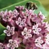 Common Milkweed Heirloom Seeds -Botanical Bliss 52153 pk p1
